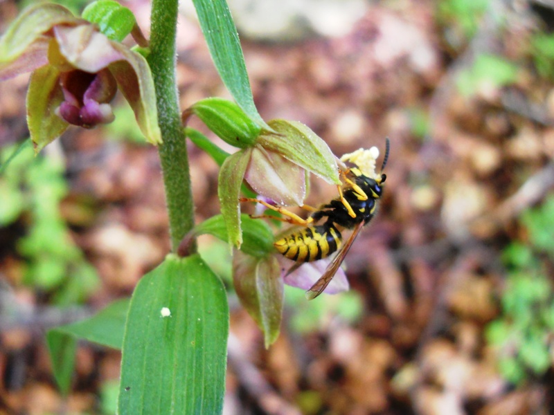 Vespula vulgaris su Epipactis helleborine